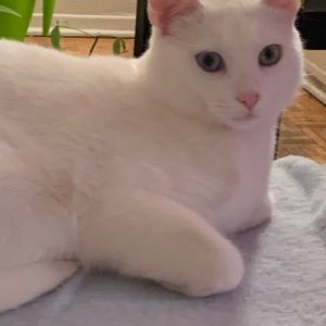 Meet your Posher, Ahlam